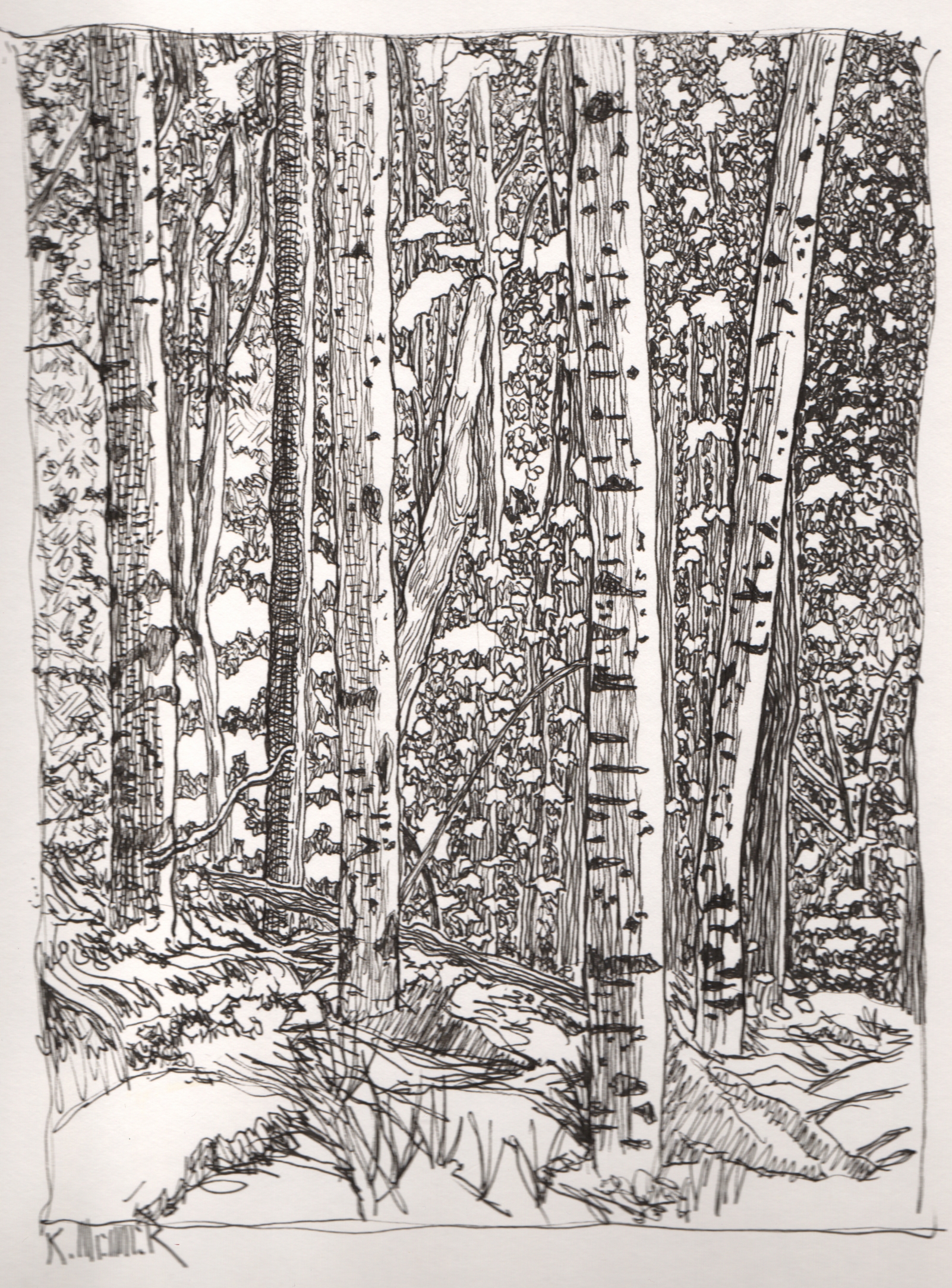 Birch Trees