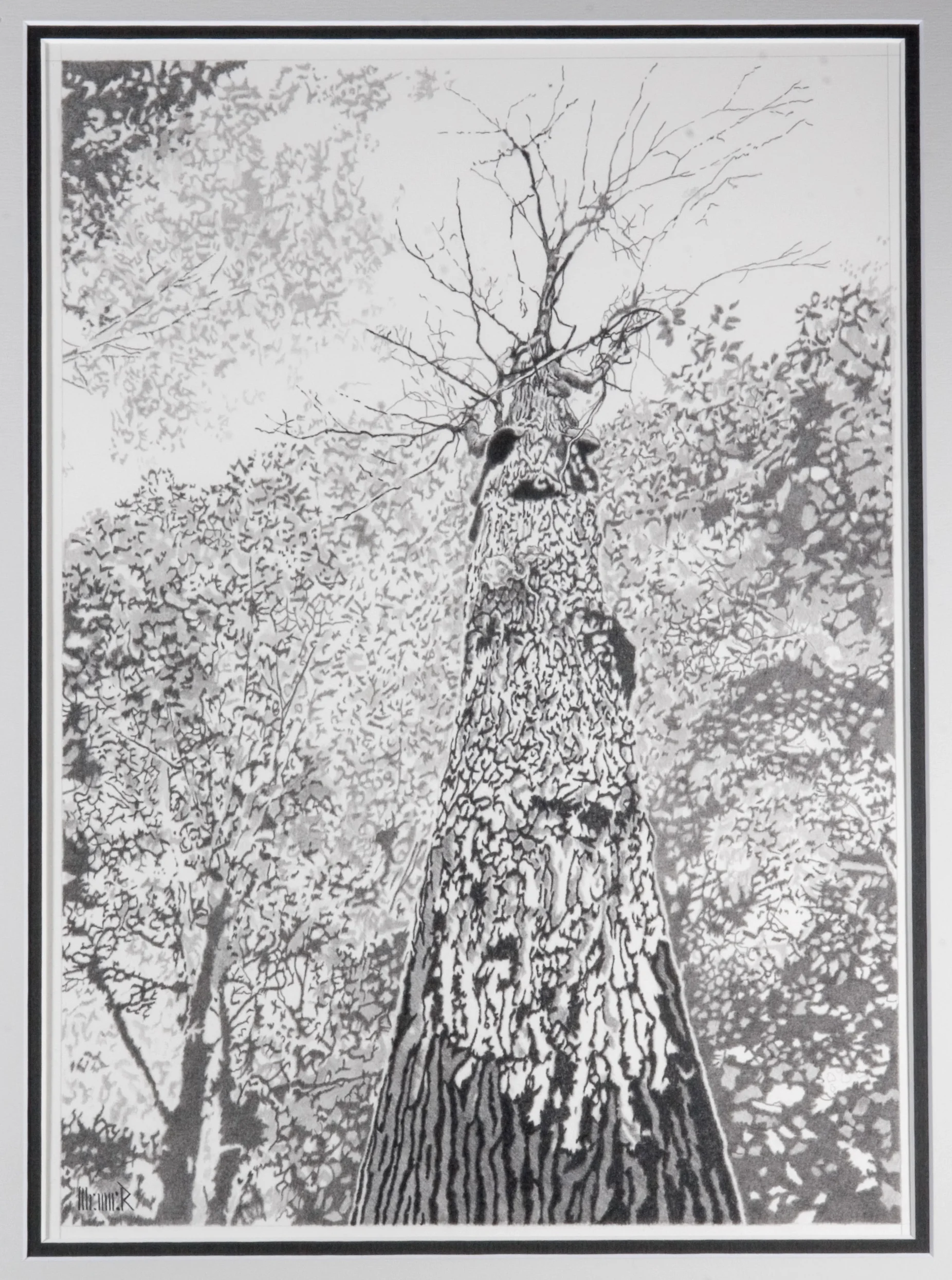 Old Tree