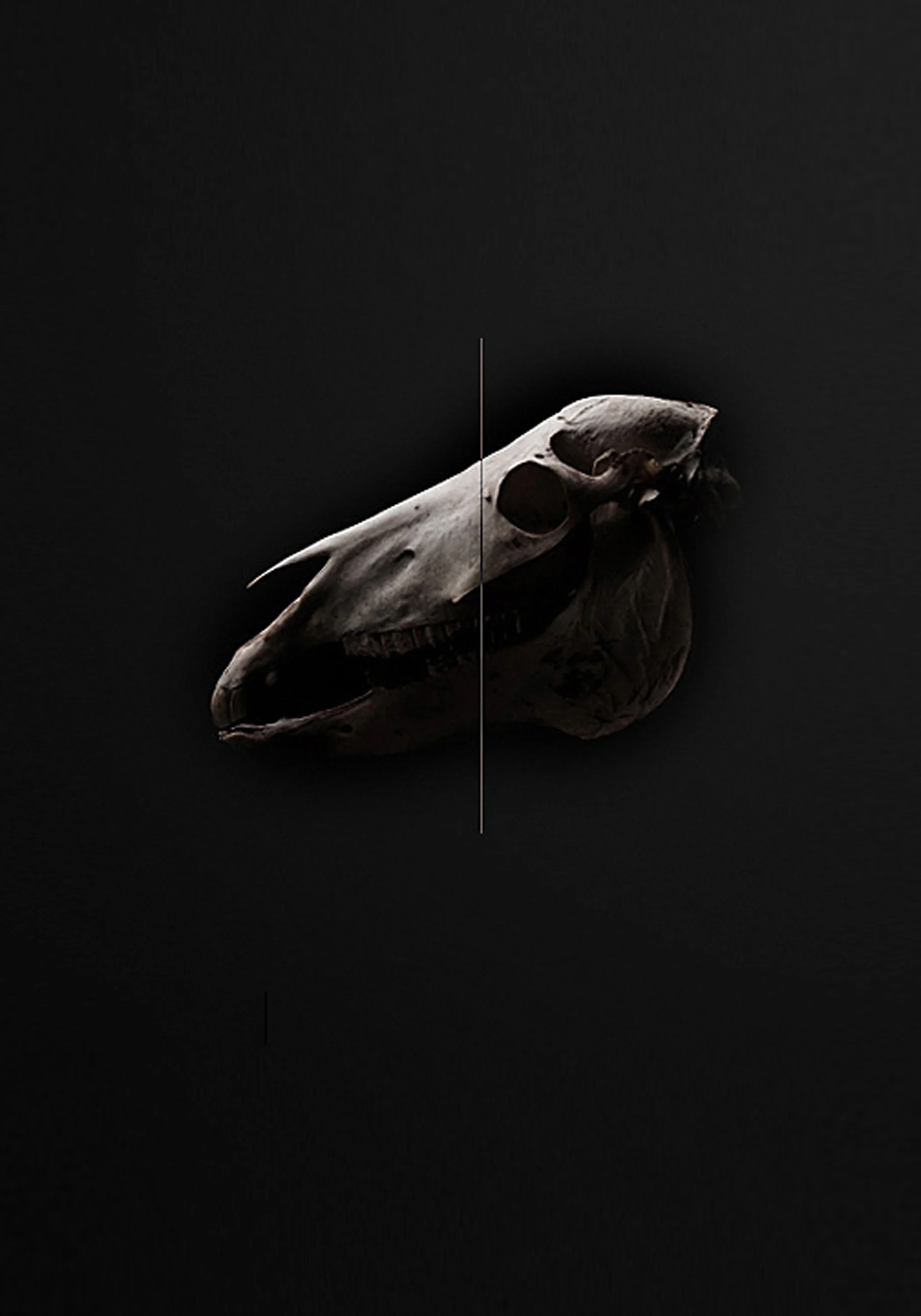 HORSESKULL-PRINT.jpg