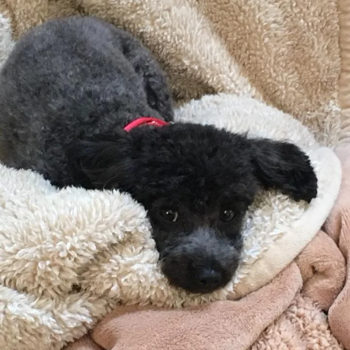 pippy.jpg
