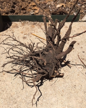 The root ball! I wish I would've taken a picture of the removal, but our hands were covered in dirt and we were focused on the task at hand :-)