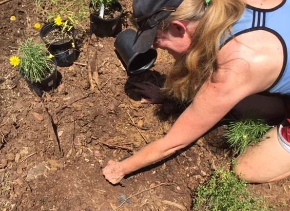 Trying to pull out the root