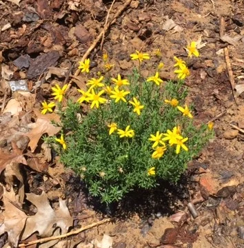 Root is out and new plant in the ground!