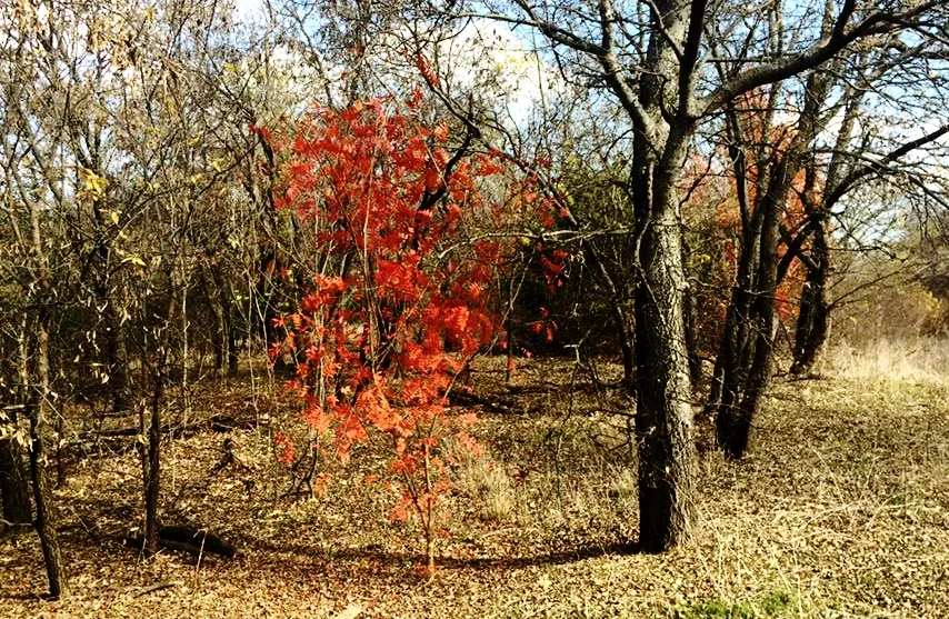 burning bush trail.jpg