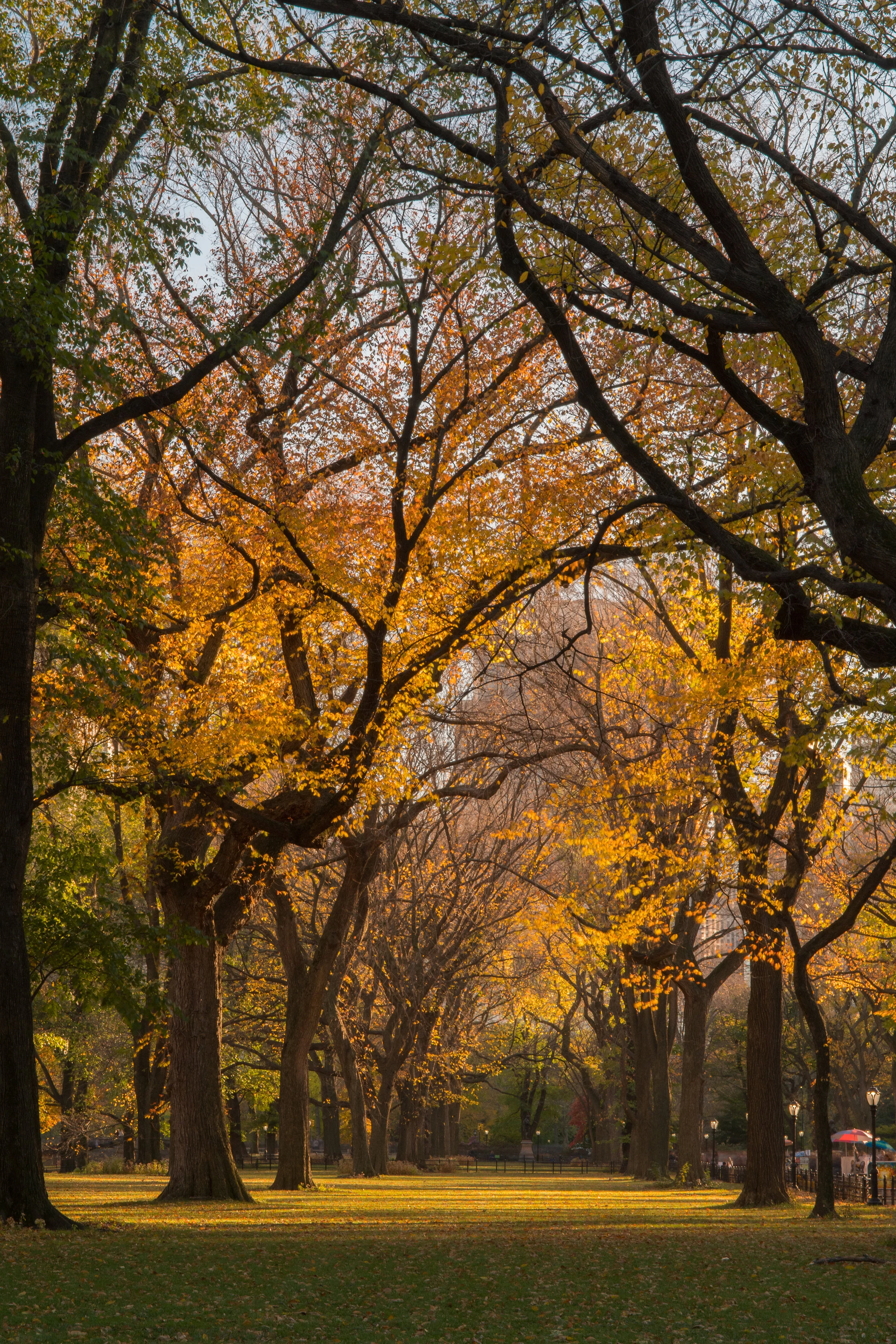 webCentral Park111316 029.jpg