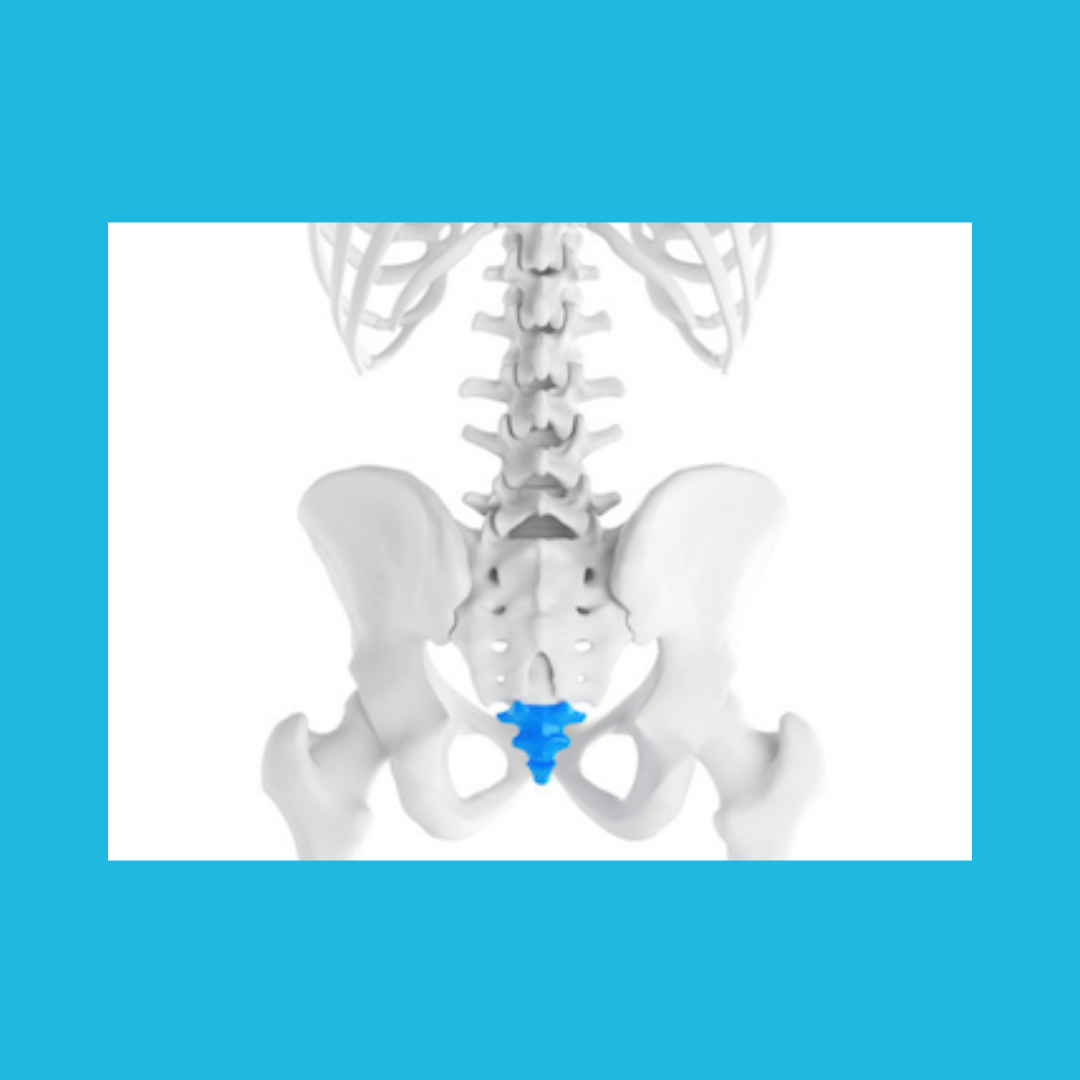 Tailbone Pain Could It Be The Coccygeus? — Flow Rehab