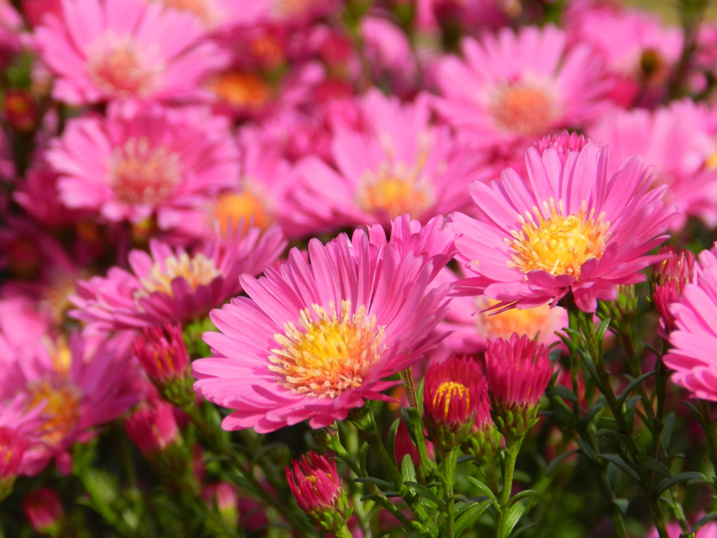 Plantenbeurs Liezele