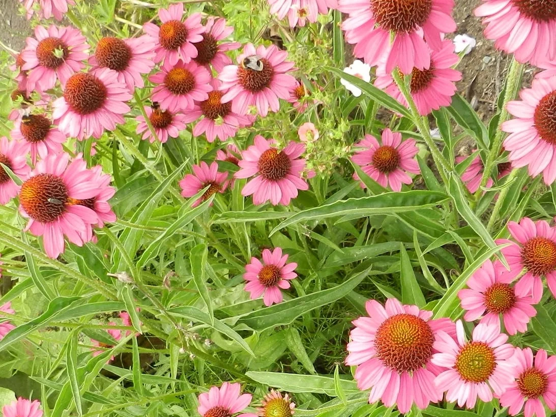 Echinacea purpurea 'Rozenrad'