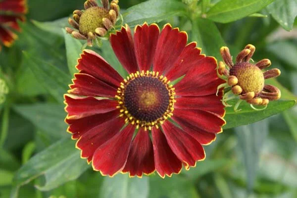 helenium Potter's wheel.jpg