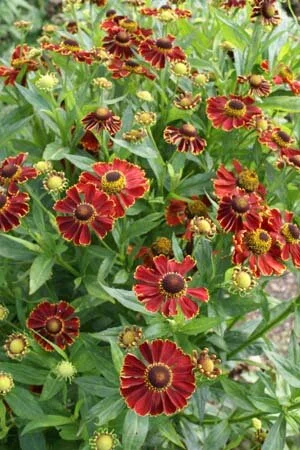 helenium Potter's Wheel 2.jpg