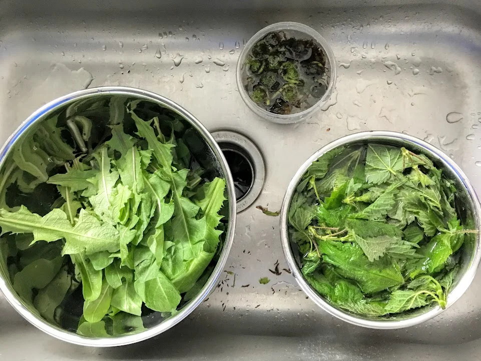 Rinsing the bounty of the day! Dandelion greens, fiddleheads, and nettles.