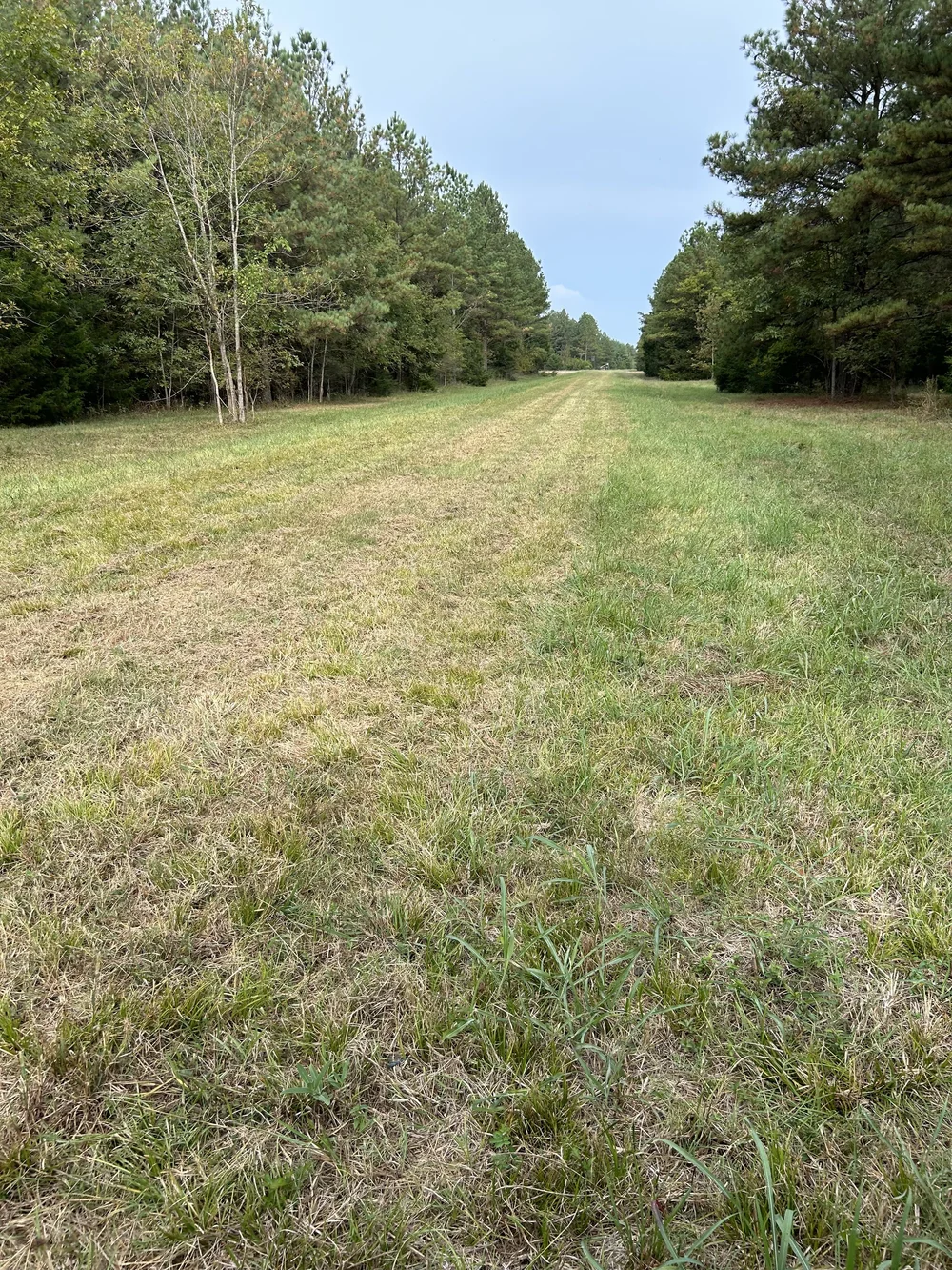 Sumter County, AL 292 Acres for Sale — Sawgrass Plantation