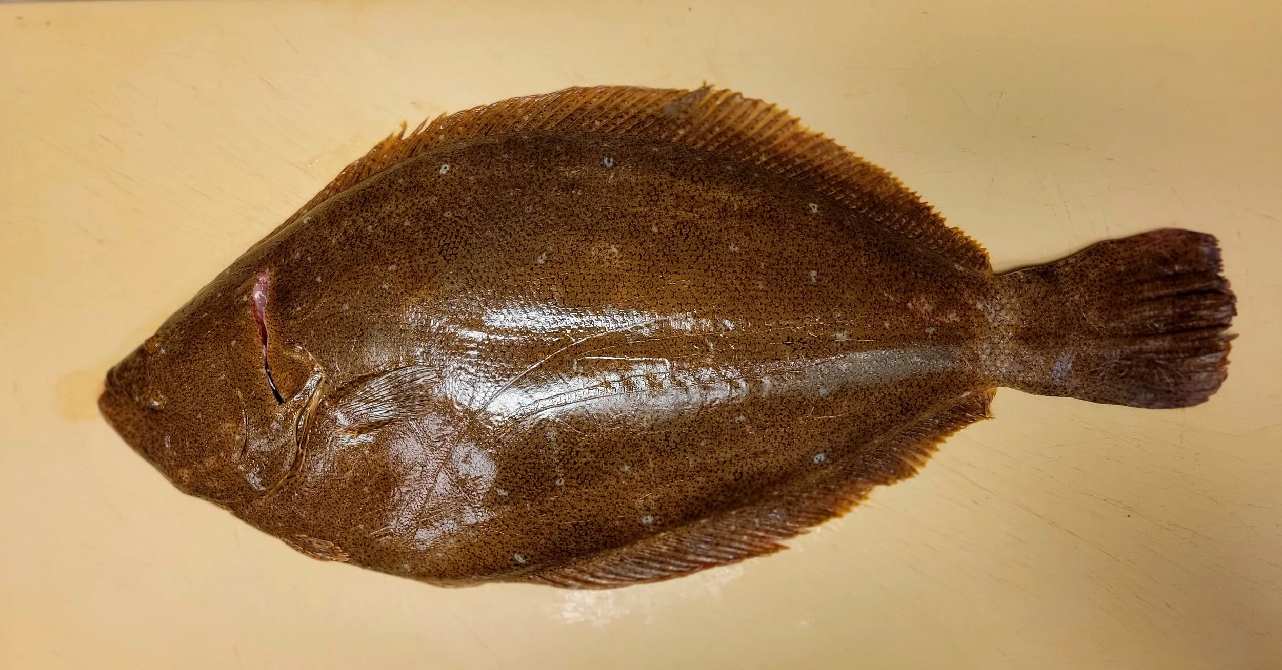 Hirame (Olive Flounder)
