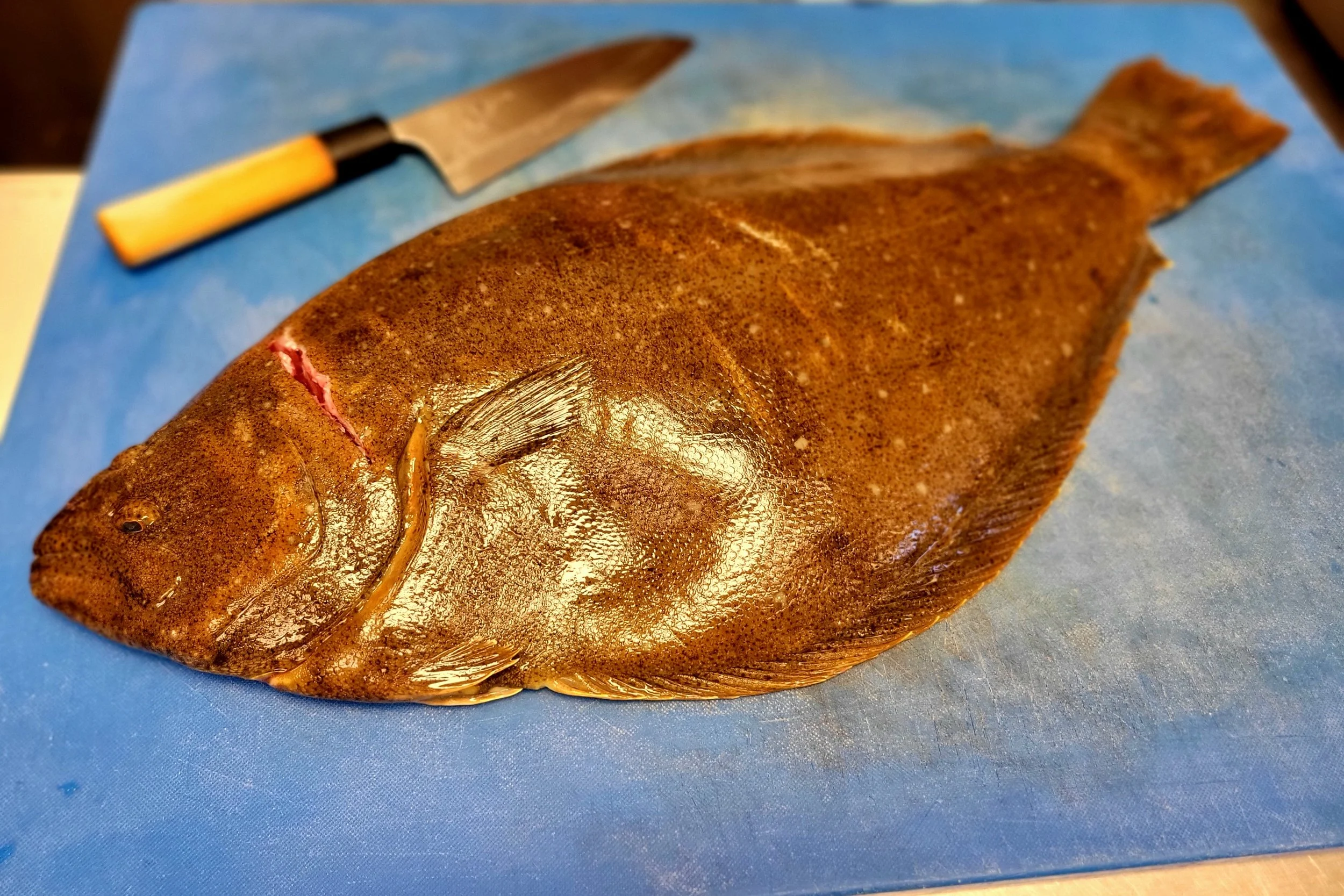 Hirame (Olive Flounder)