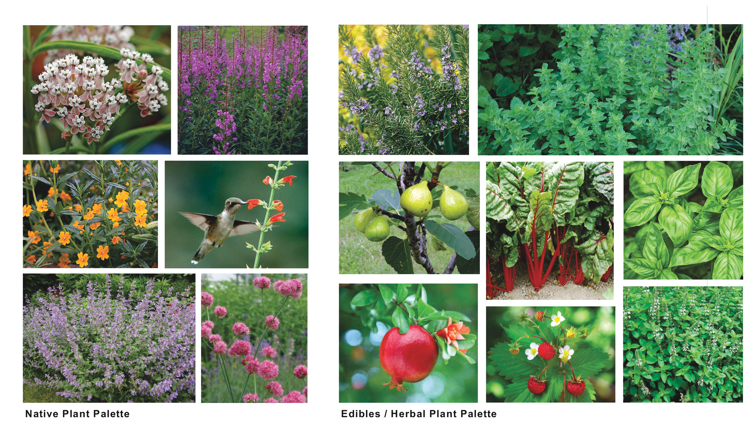 Native / Edibles / Herbal and Pollinator Plant Palette