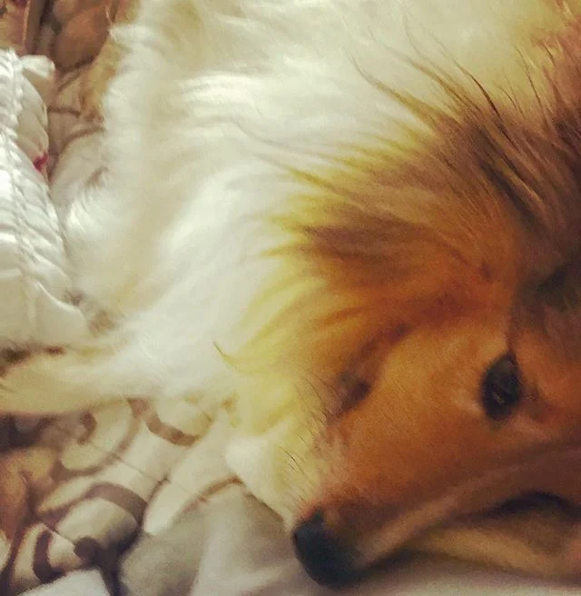 Baby it’s cold outside. .
.
. 
#snuggle #rain in #california #grateful #dog #dogs #sheltie #bestfriend #bff #love #miamor #rollover #shetlandsheepdog #perro #mascot #feliz #felizesfeliz #winelife #wine #winelover #winemaker #malbec #instagood #