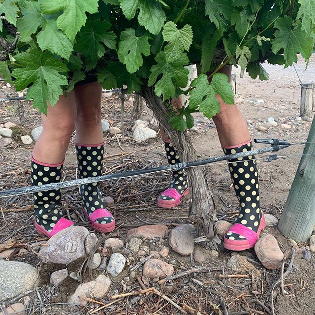 Leaf skirts. Pretty sure there&rsquo;s a bit of magic in the boots / boats! .
.
.
Our babies/vines are growing up. We planted these vines in 2008 in these same boots and they&rsquo;re thriving and producing the most amazing fruit for our wines! 🤸&zw