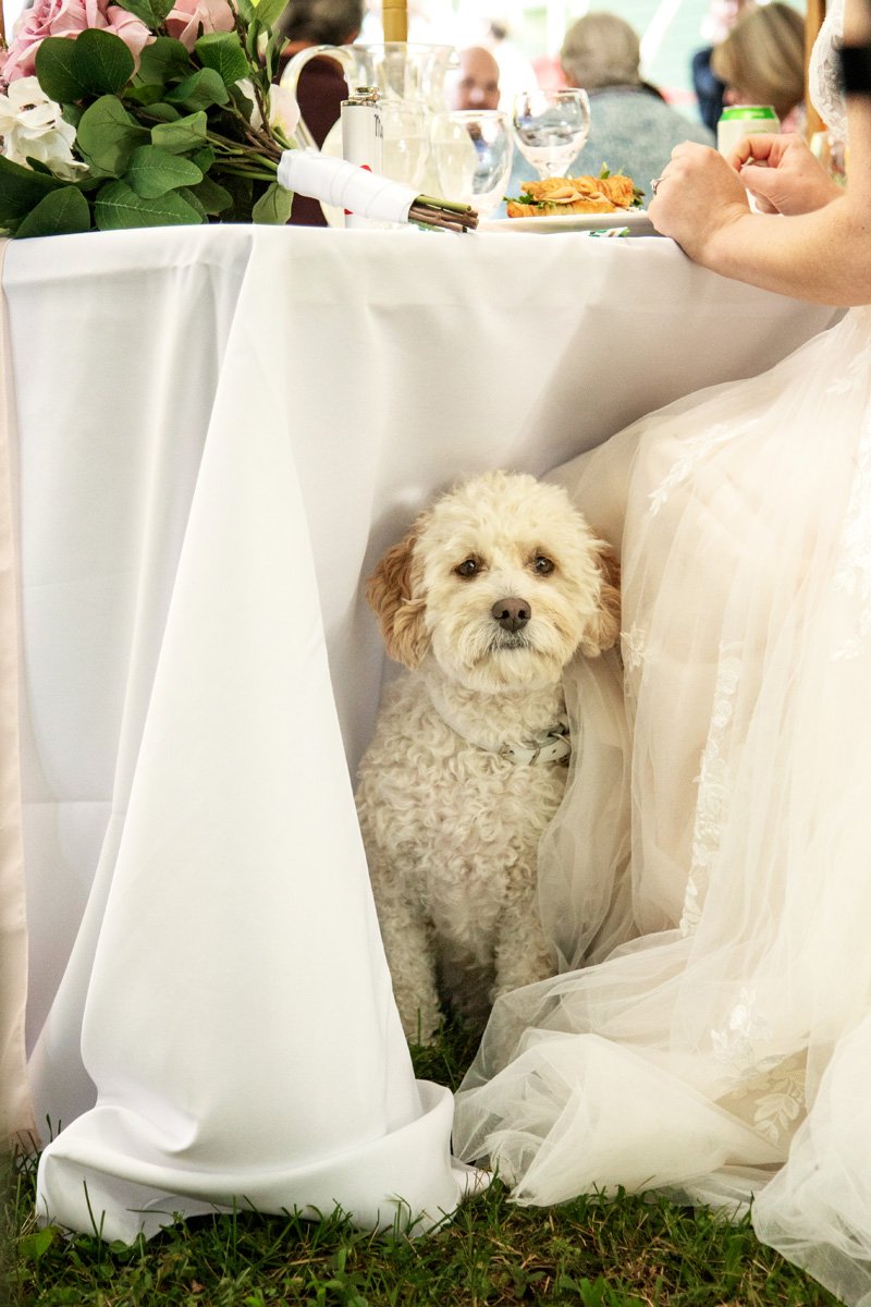 dog_wedding_couple_barrie.jpg