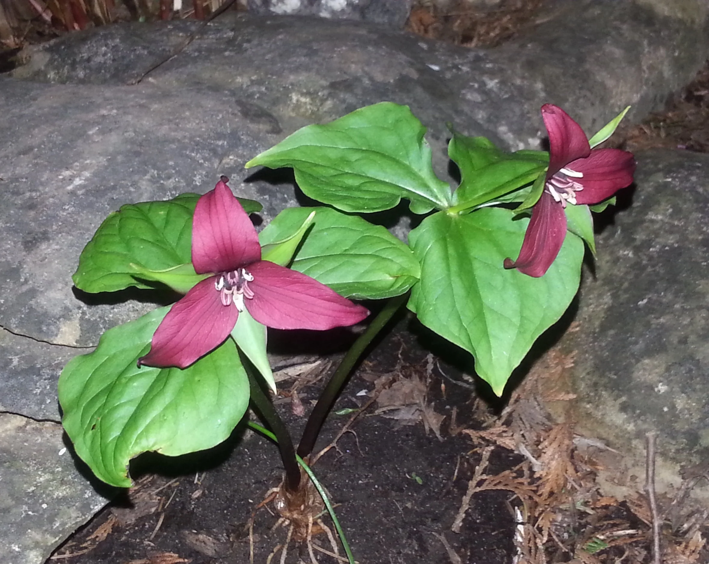 Ah, yes, the Red Trillium. Some call it the Wake Robin as it's blooming coincides with the return of Robins in great numbers. This plant often takes nearly ten year to mature before it flowers. Occasionally living in excess of 30 years, spending tim…