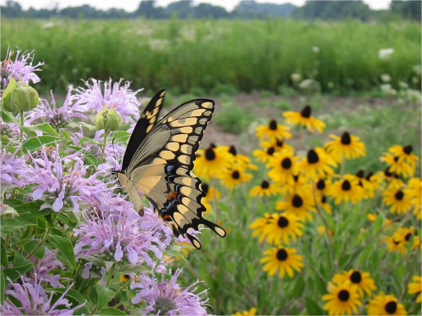 Giant Swallowtail on a Wild Bergamot Flower with Orange Coneflower in the background. Prairies and meadows are magical places, painting nature's palette with all the colours of the rainbow. 