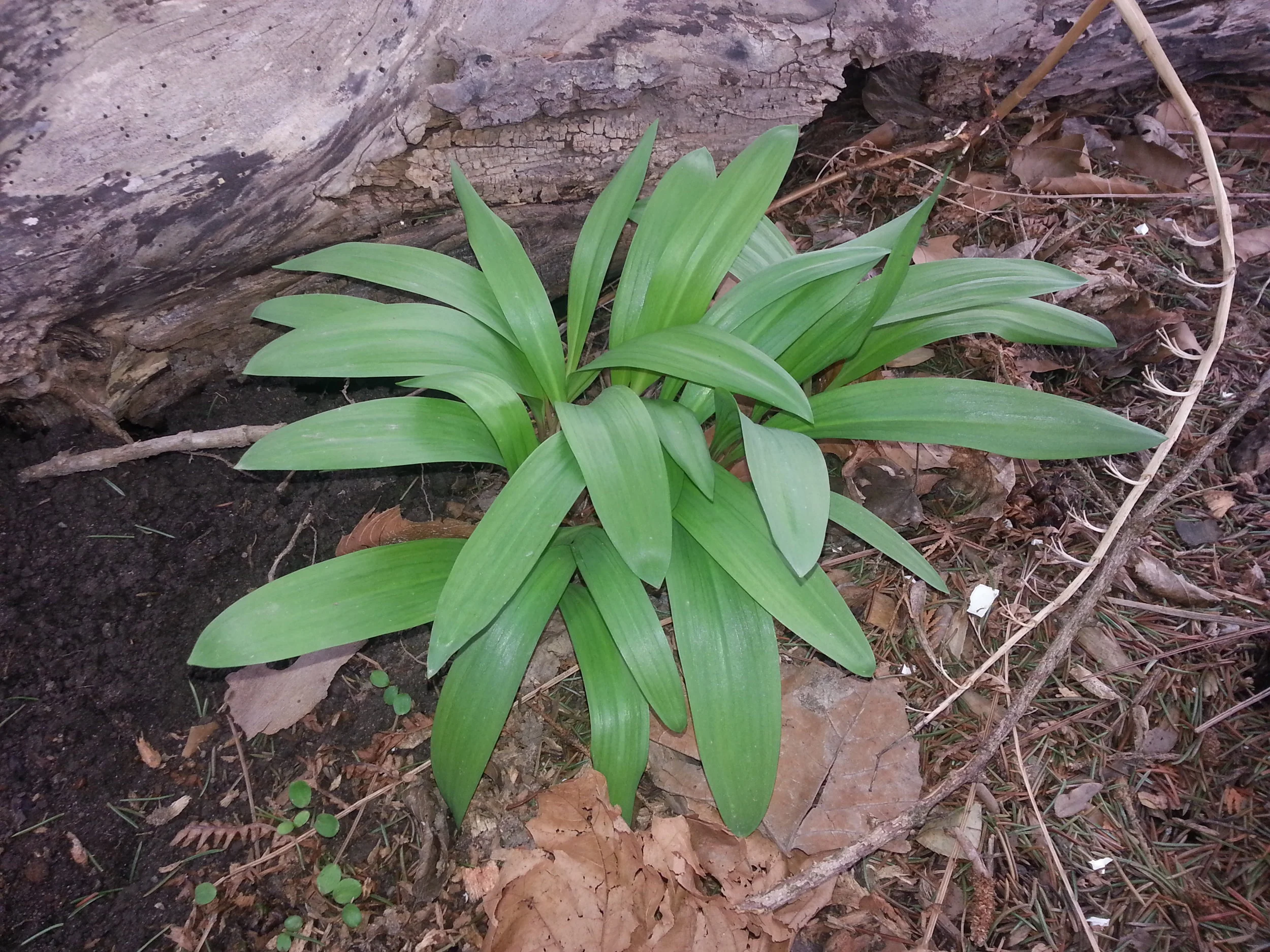 Wild Leek: a great forest plant of early spring and later it flowers once the leaves disappear. Over harvested for its flavour, this species taken seven years to mature and should be respected for its place in wild forests (don't pick it!).&nbsp;