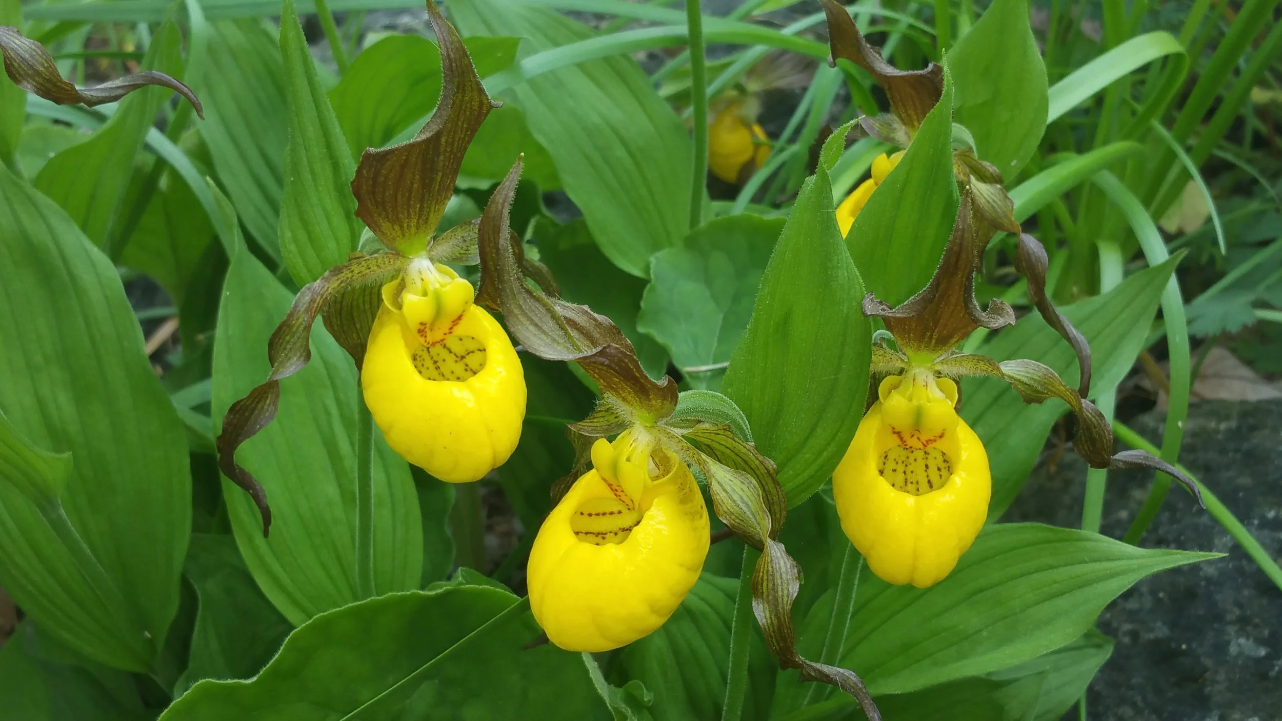 The show stopper: Large Yellow Ladyslipper. Quite a rare species in the urban garden but I have found they hold their own, even growing close to a busy road.&nbsp;