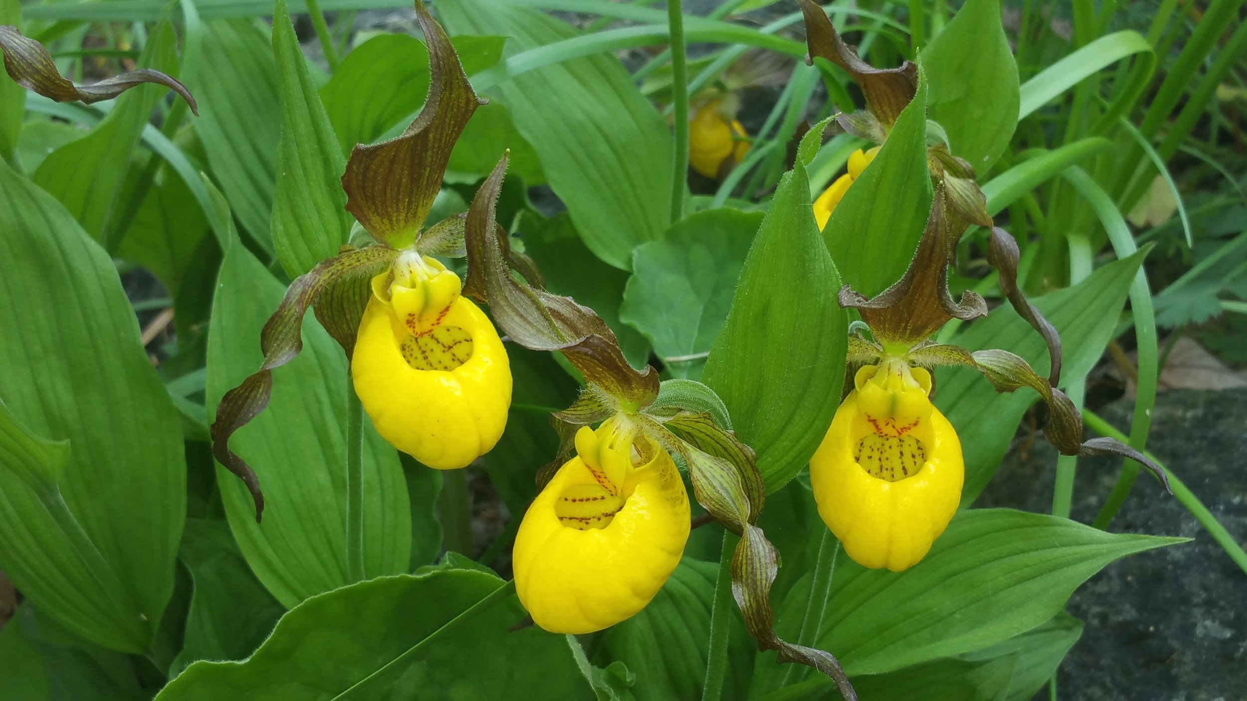 The show stopper: Large Yellow Ladyslipper. Quite a rare species in the urban garden but I have found they hold their own, even growing close to a busy road. 