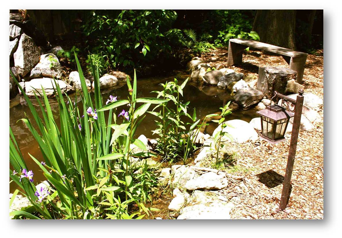 Later when the backyard pond matured...the native plants at the edges brought in a much more natural appearance and of course many more insects, amphibians, reptiles, birds and mammals. 