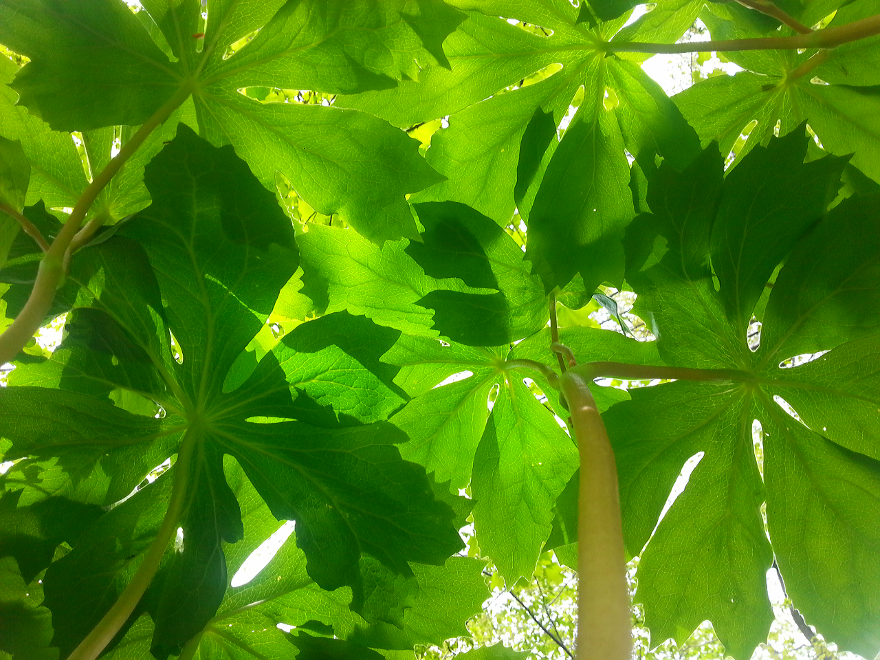 The canopy under the canopy! Native Mayapple plants (about 25cm or 1 foot tall) grow under the canopy of a Honey Locust in our yard.&nbsp;