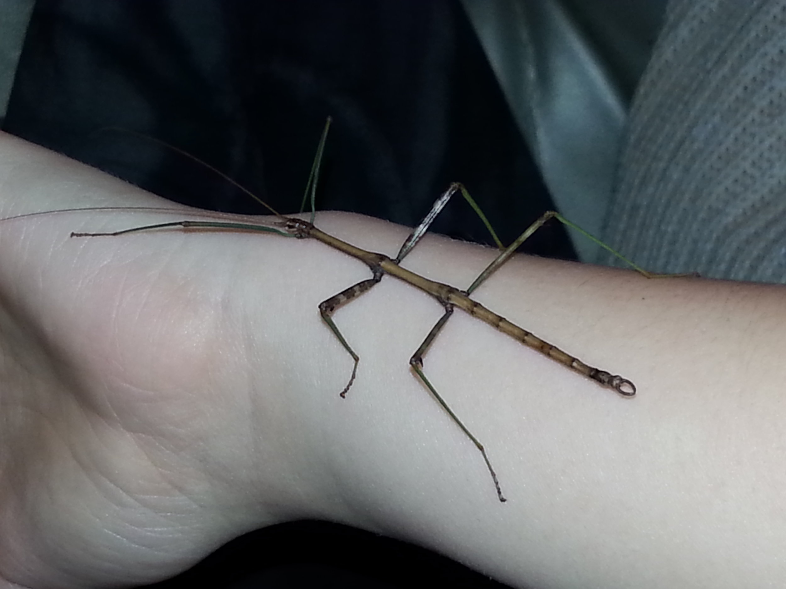 A phenomenal benefit of having many oak trees around - insects!!! This walking stick is a male who lived in the leaf litter until mid November.&nbsp;