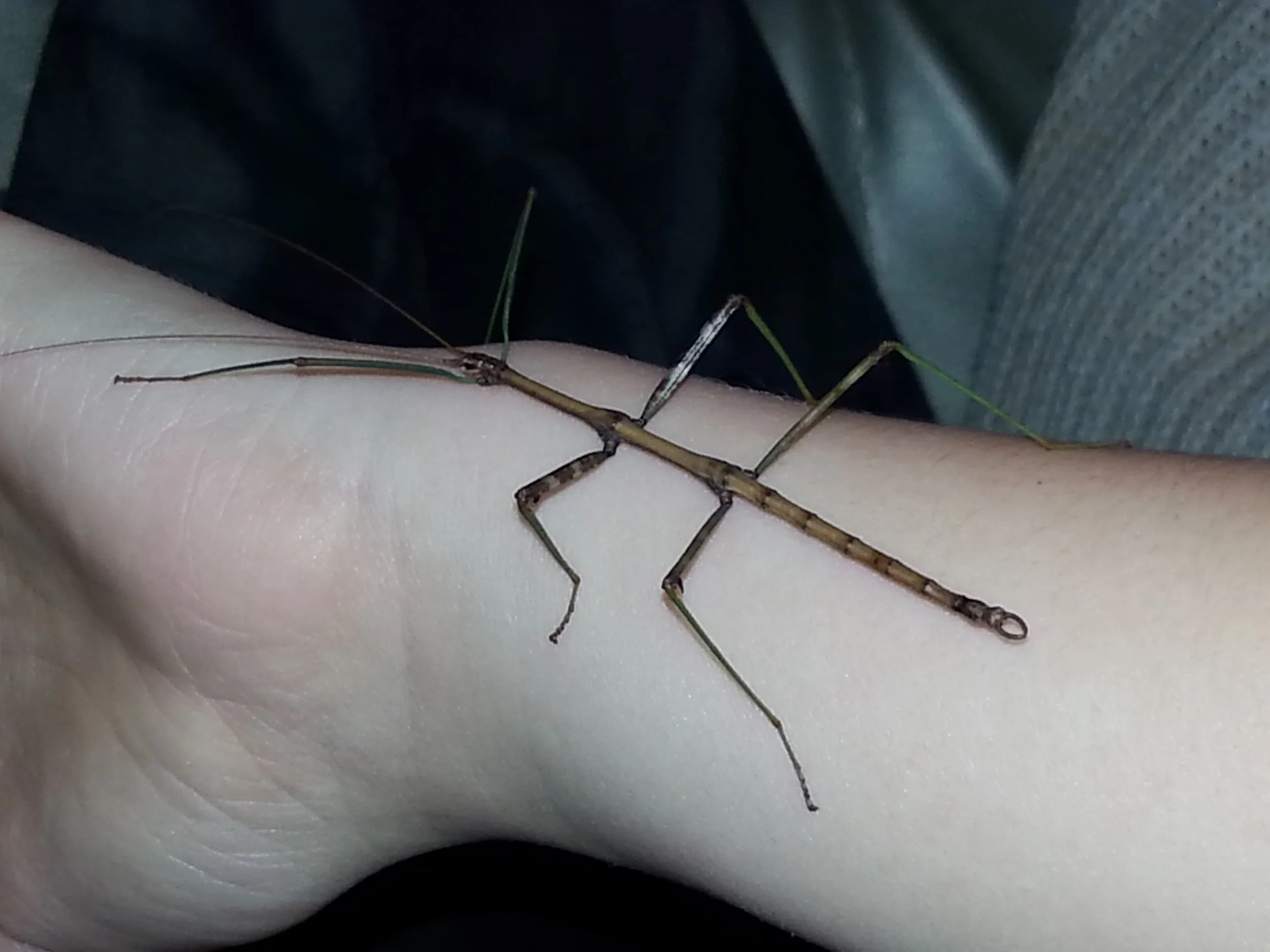 A phenomenal benefit of having many oak trees around - insects!!! This walking stick is a male who lived in the leaf litter until mid November. 