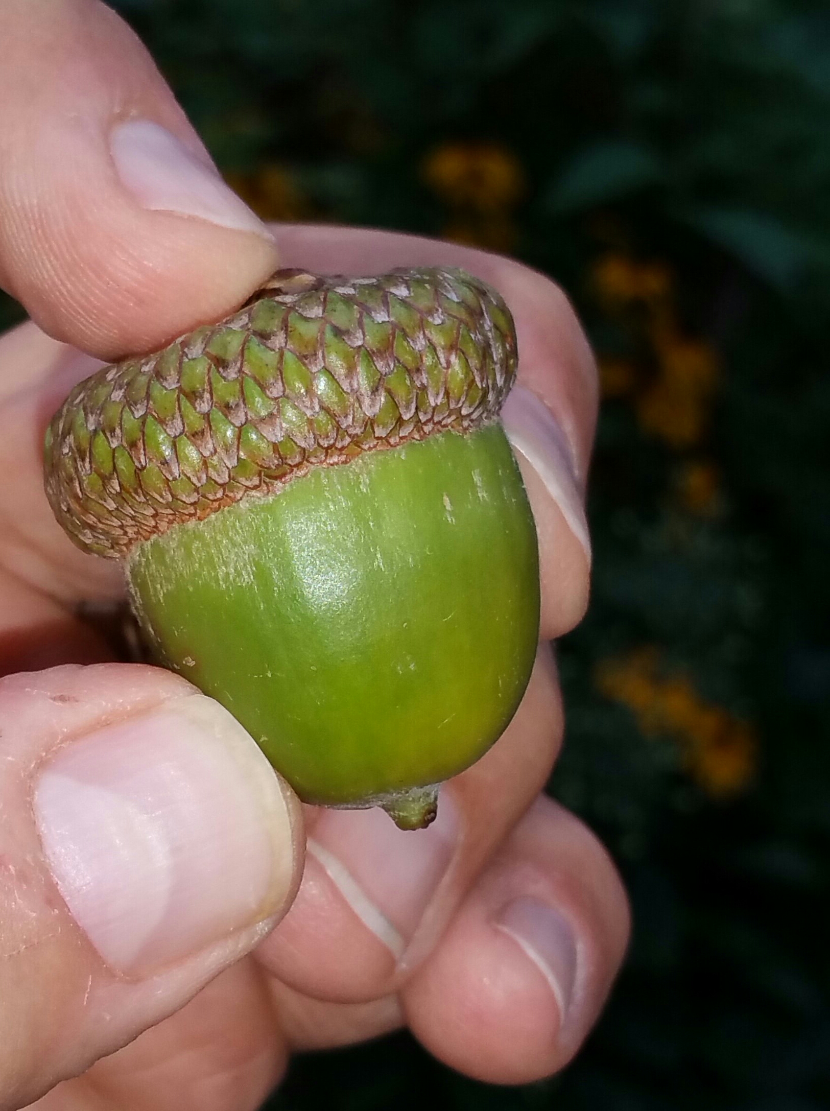 The mighty acorn. Oaks are crucial for maintaining and growing biodiversity in our ecosystems. Not grown very well in nurseries, sometimes they are hard to find. They grow really well from acorns. Why not grow some of your own?