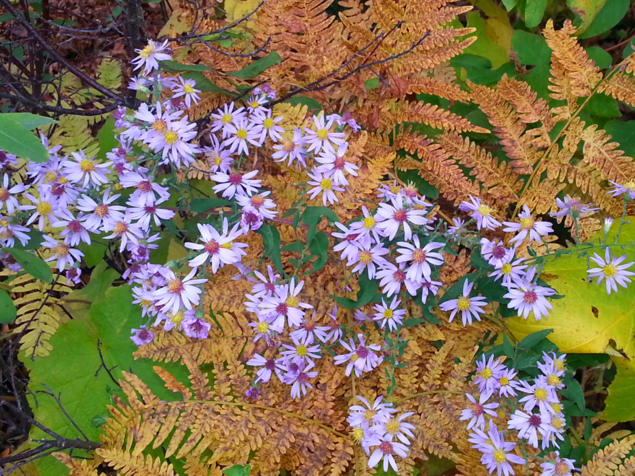 Asters in the fall in our front garden. 