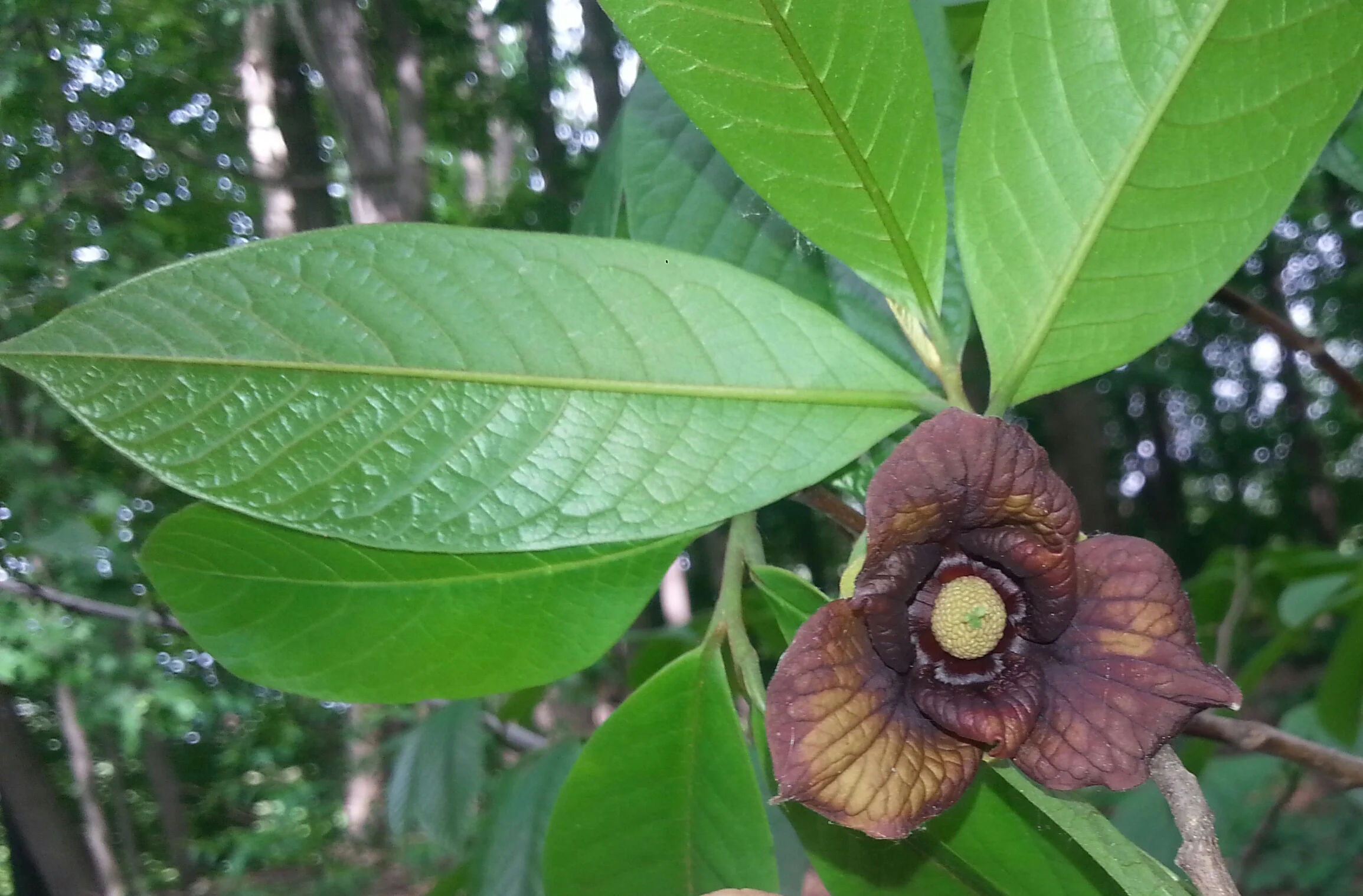 A small native fruit bearing tree, the Paw Paw in our backyard. The flower is featured here. The fruit is pear-shaped and tastes like a mixture of mango, pear and custard.&nbsp;