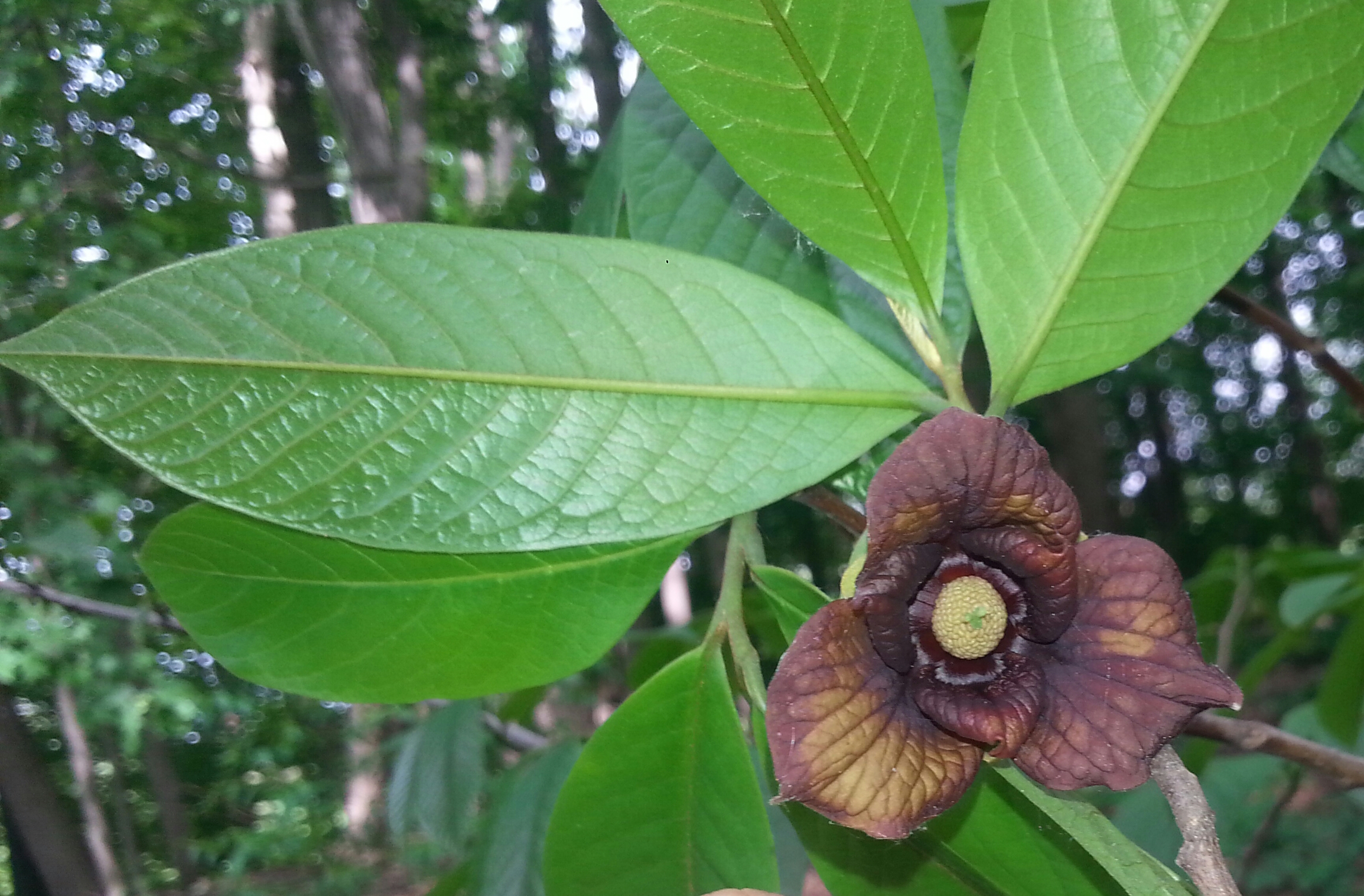 A small native fruit bearing tree, the Paw Paw in our backyard. The flower is featured here. The fruit is pear-shaped and tastes like a mixture of mango, pear and custard. 