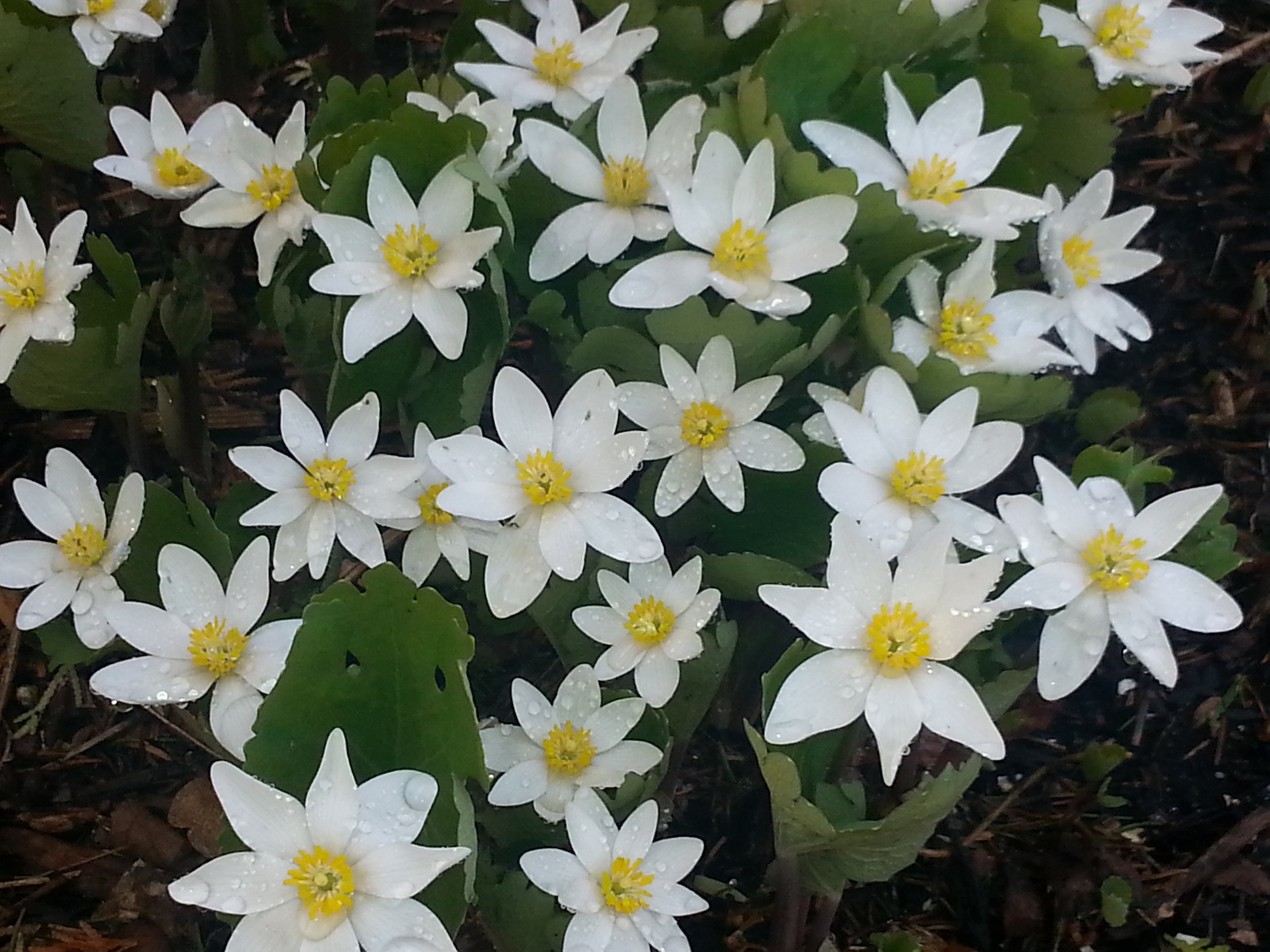 Every yard in the city should have a few dozen of these early spring beauties; Blood Root - the staple plant of the shaded eastern woodland. 