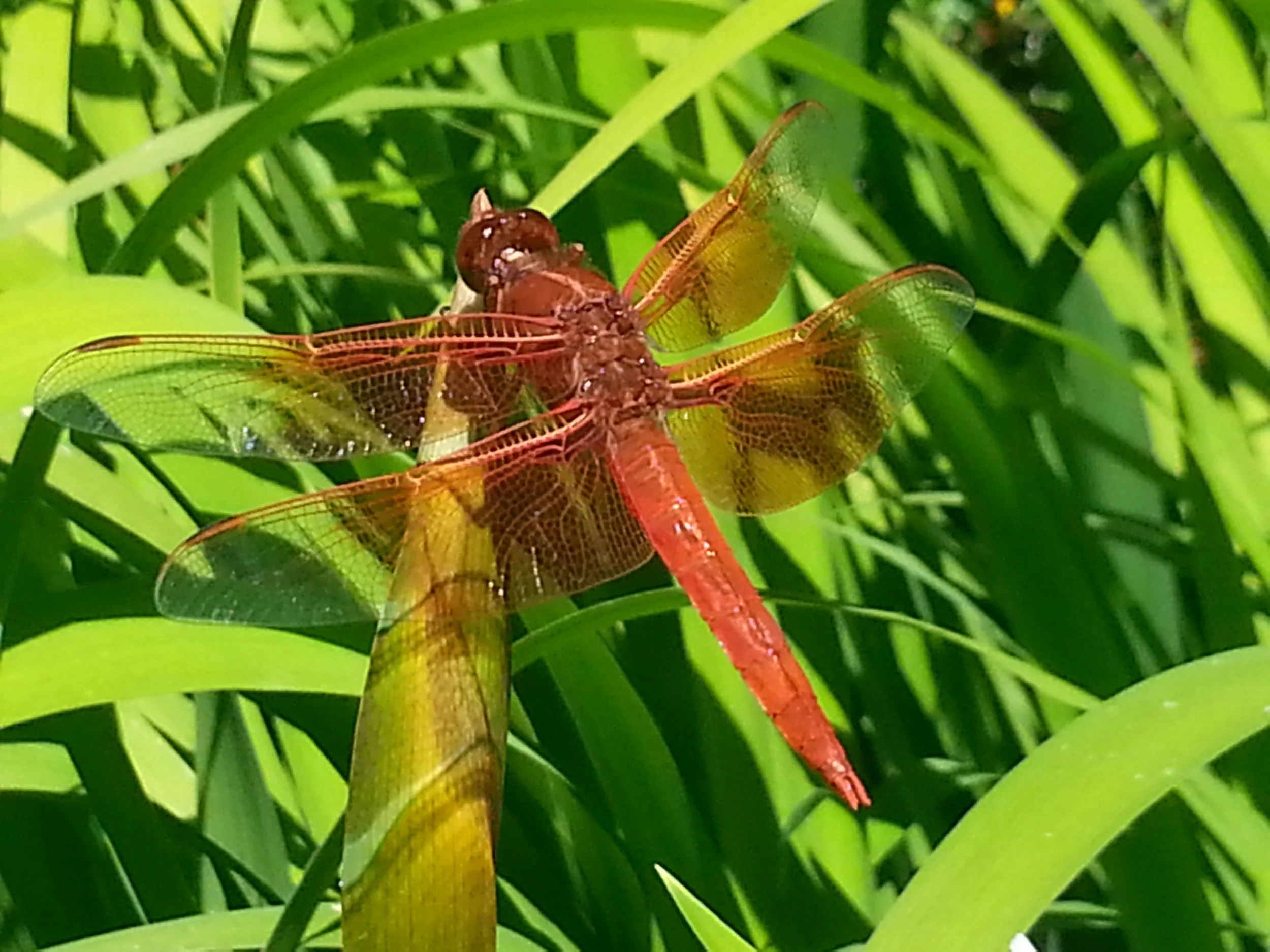 With a little sun, water and adjacent habitat, a number of skimmer (dragonflies) species will frequent your yard (this one is a southern species).&nbsp;