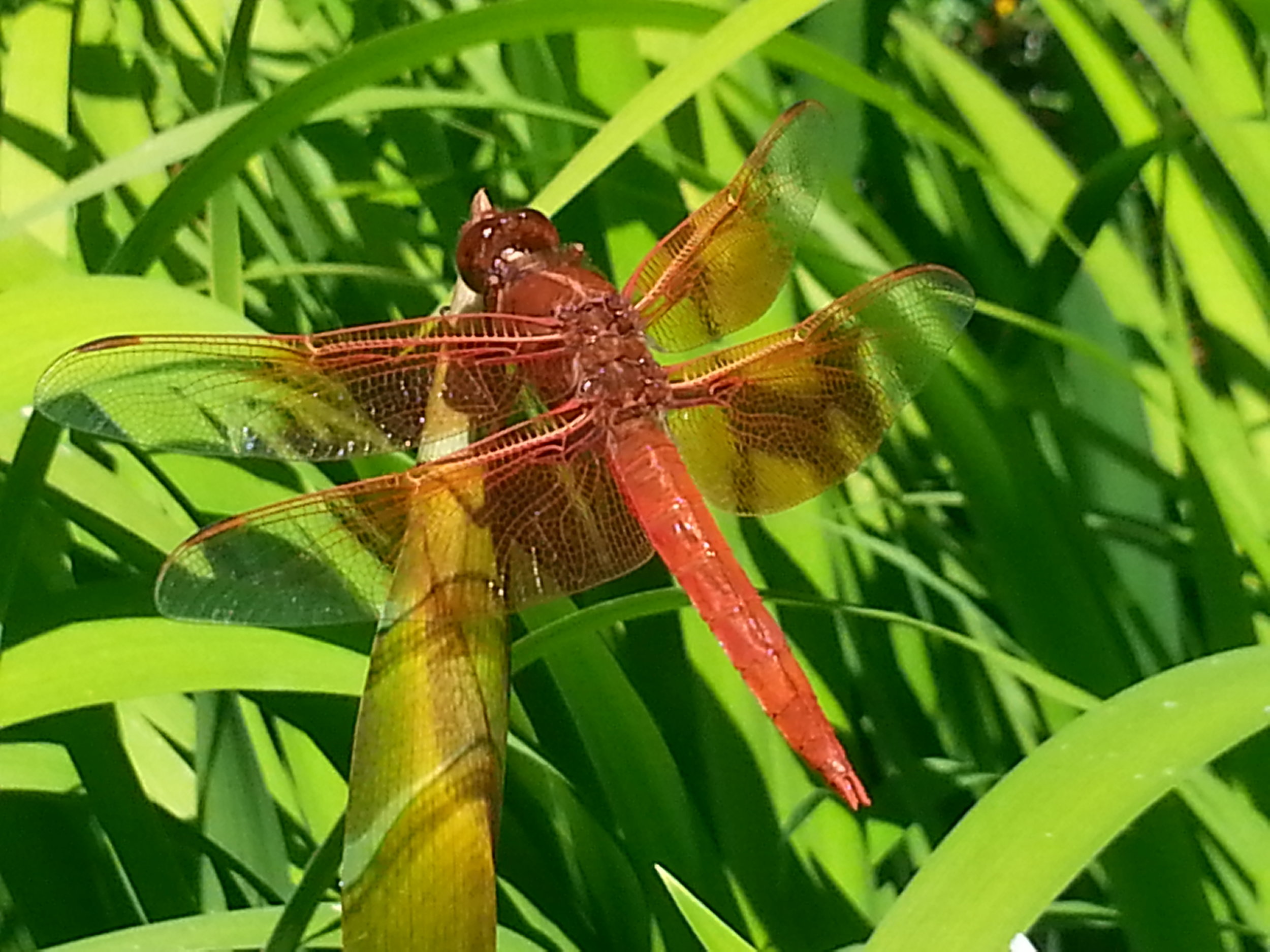 With a little sun, water and adjacent habitat, a number of skimmer (dragonflies) species will frequent your yard (this one is a southern species). 