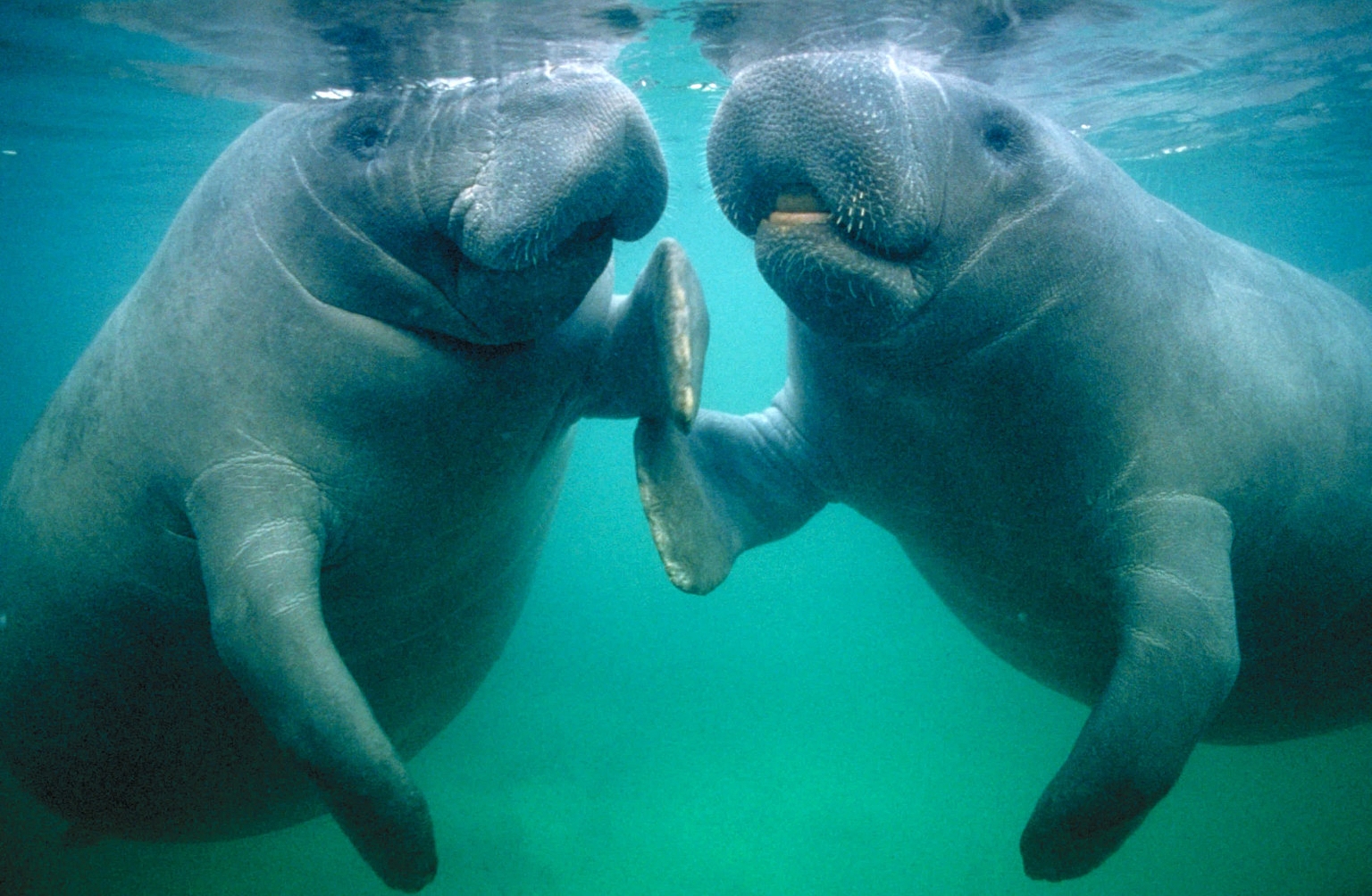 o-MANATEES-facebook.jpg