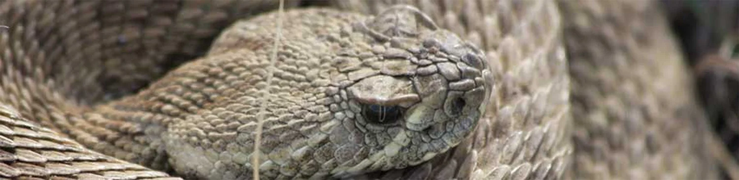 kestrel-header-rattle-snake.jpg