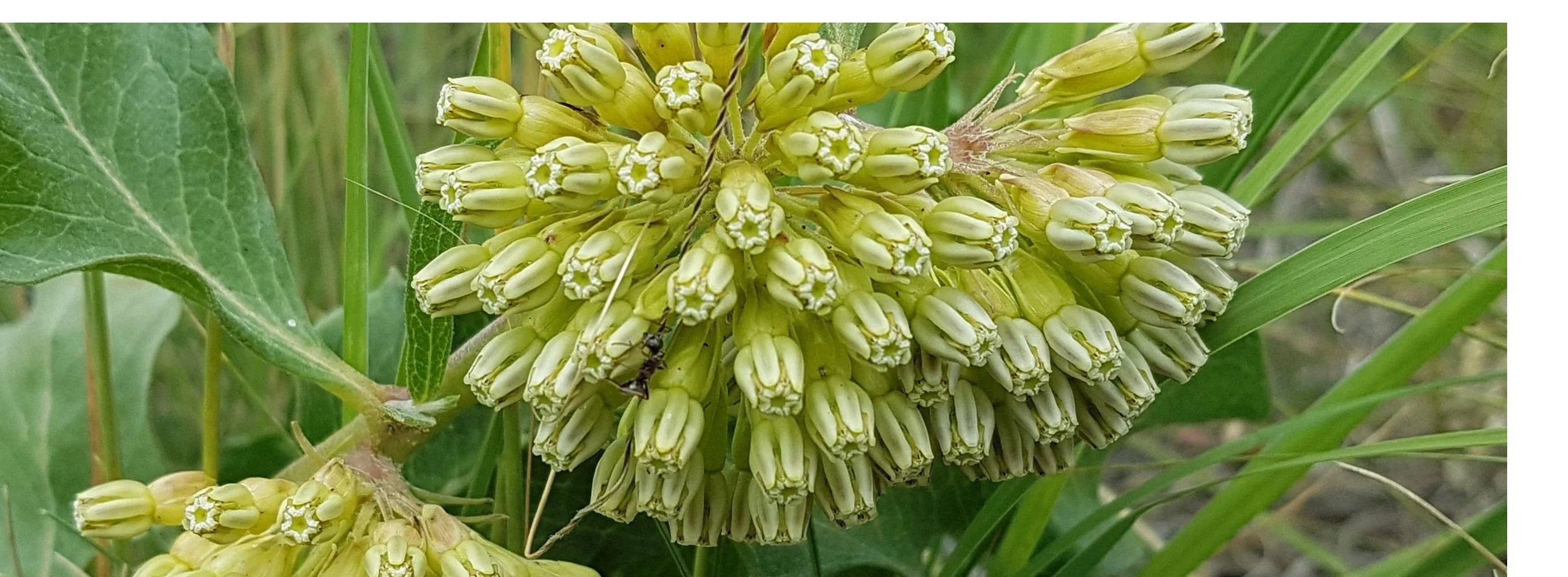 page+4+Asclepias+viridflora.jpg