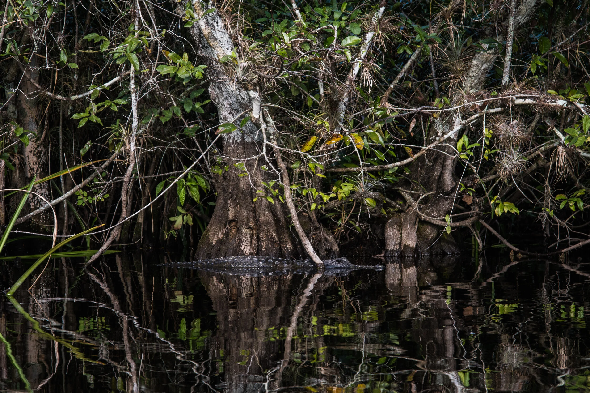 American Alligator - Everglades