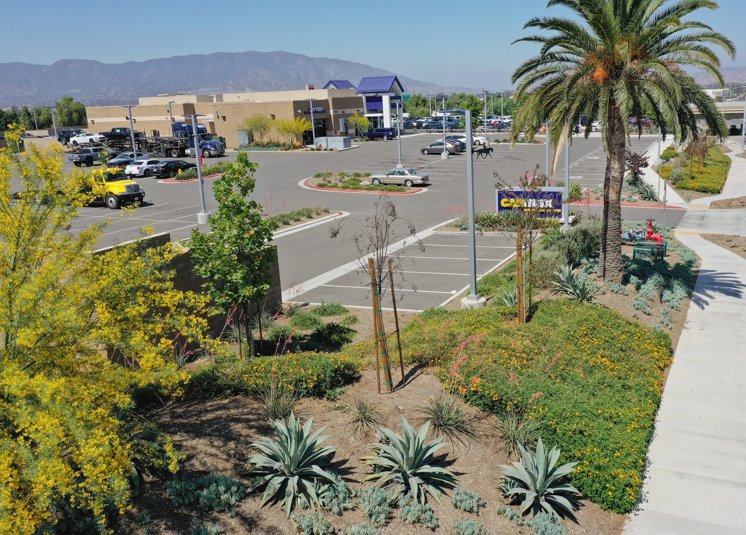 Carmax Norco — BMLA Landscape Architecture