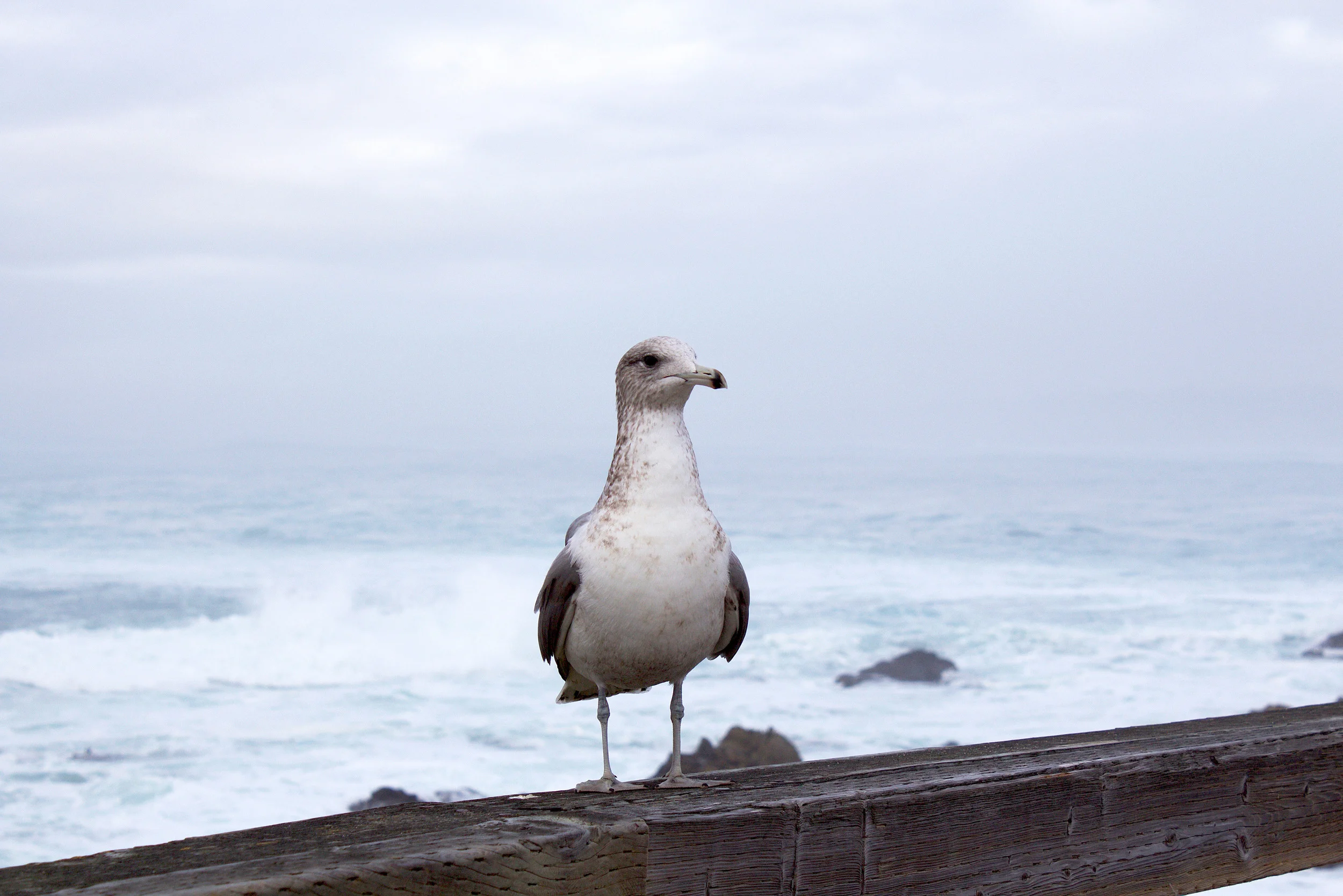 Pebble Beach