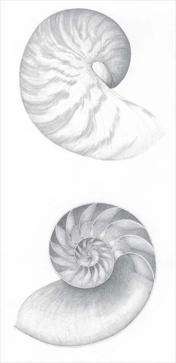 Nautilus graphite 2013.jpg