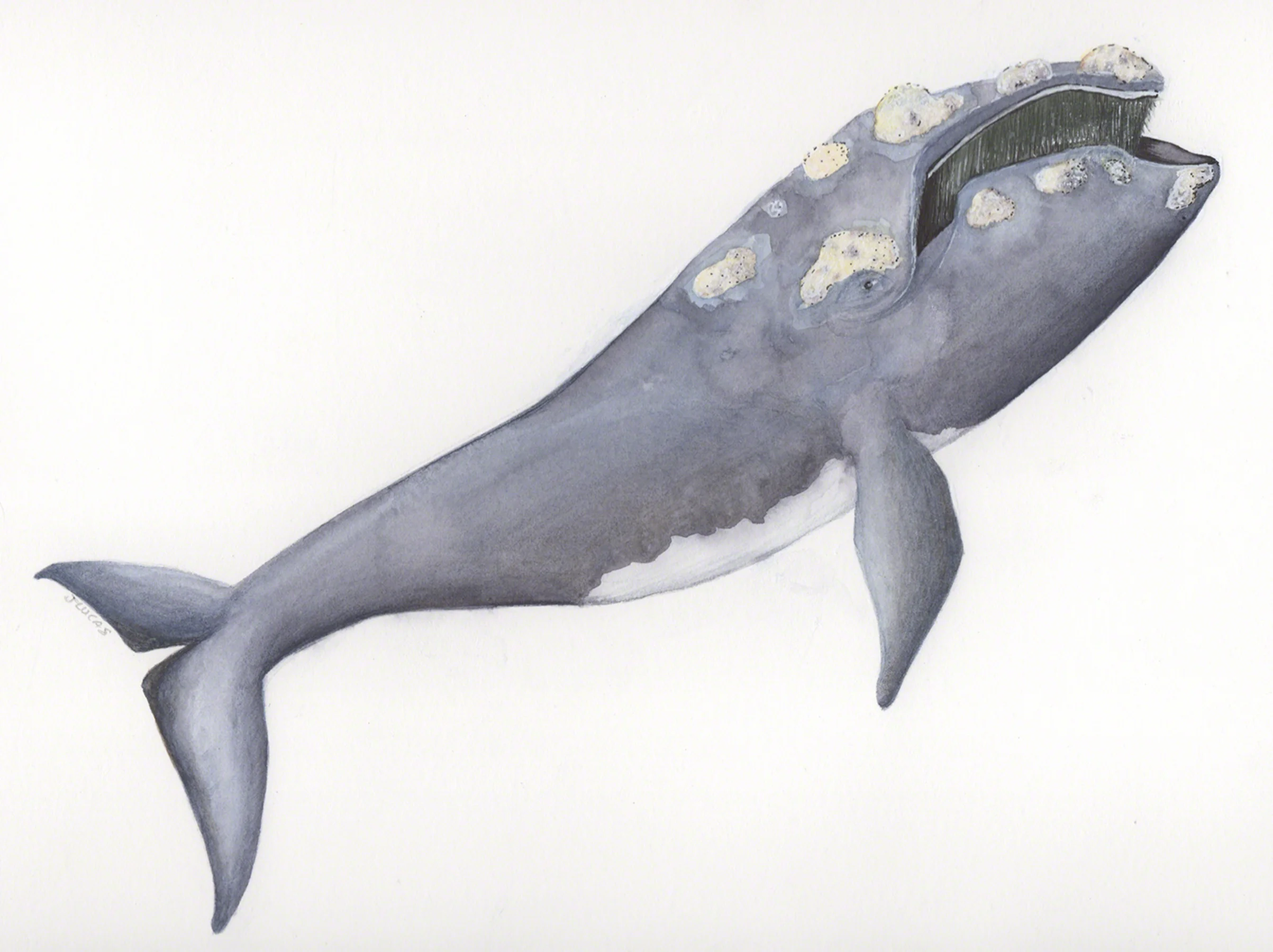 North Atlantic Right Whale