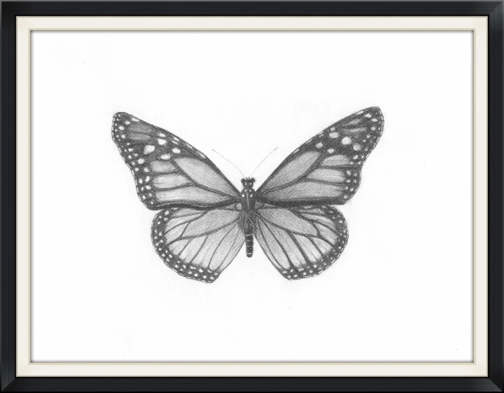 Monarch graphite 2013.jpg