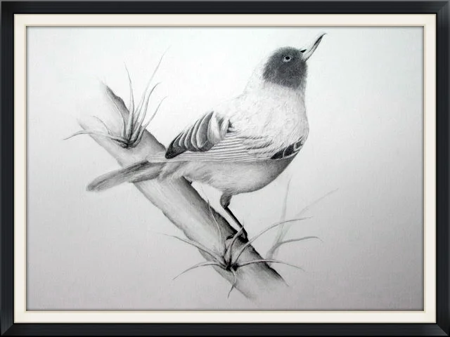 Bird Graphite 2014.jpg
