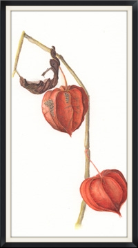 Lantern Watercolor 20131.jpg