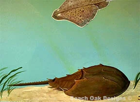 Horseshoe crab-and-skate-in-great South Bay-Carman's-River-Enivironmental-Education-center